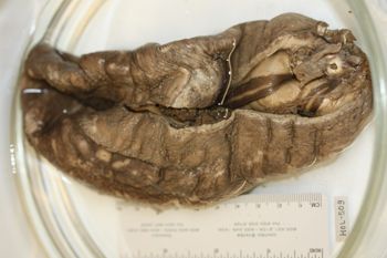 Media type: image;   Invertebrate Zoology HOL-509 Description: Preserved specimen.;